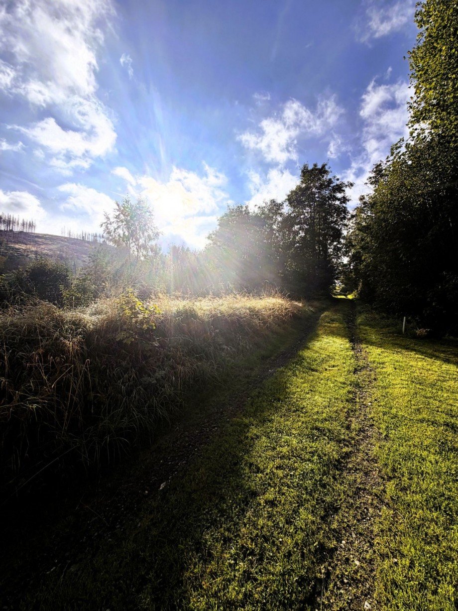 Sonniger Waldweg Mehrfamilienhaus Katzh�tte