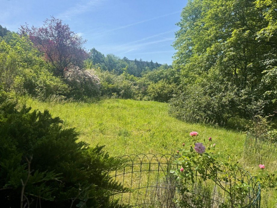 Gr�ne Wiese mit Blumen Bungalow Plaue