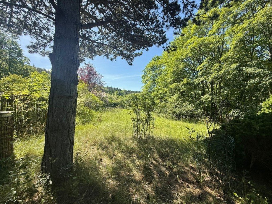 Gr�nes Waldst�ck mit Wiese Bungalow Plaue