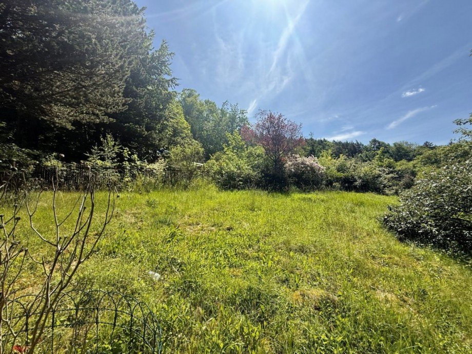 Sonnige Wiese im Wald Bungalow Plaue